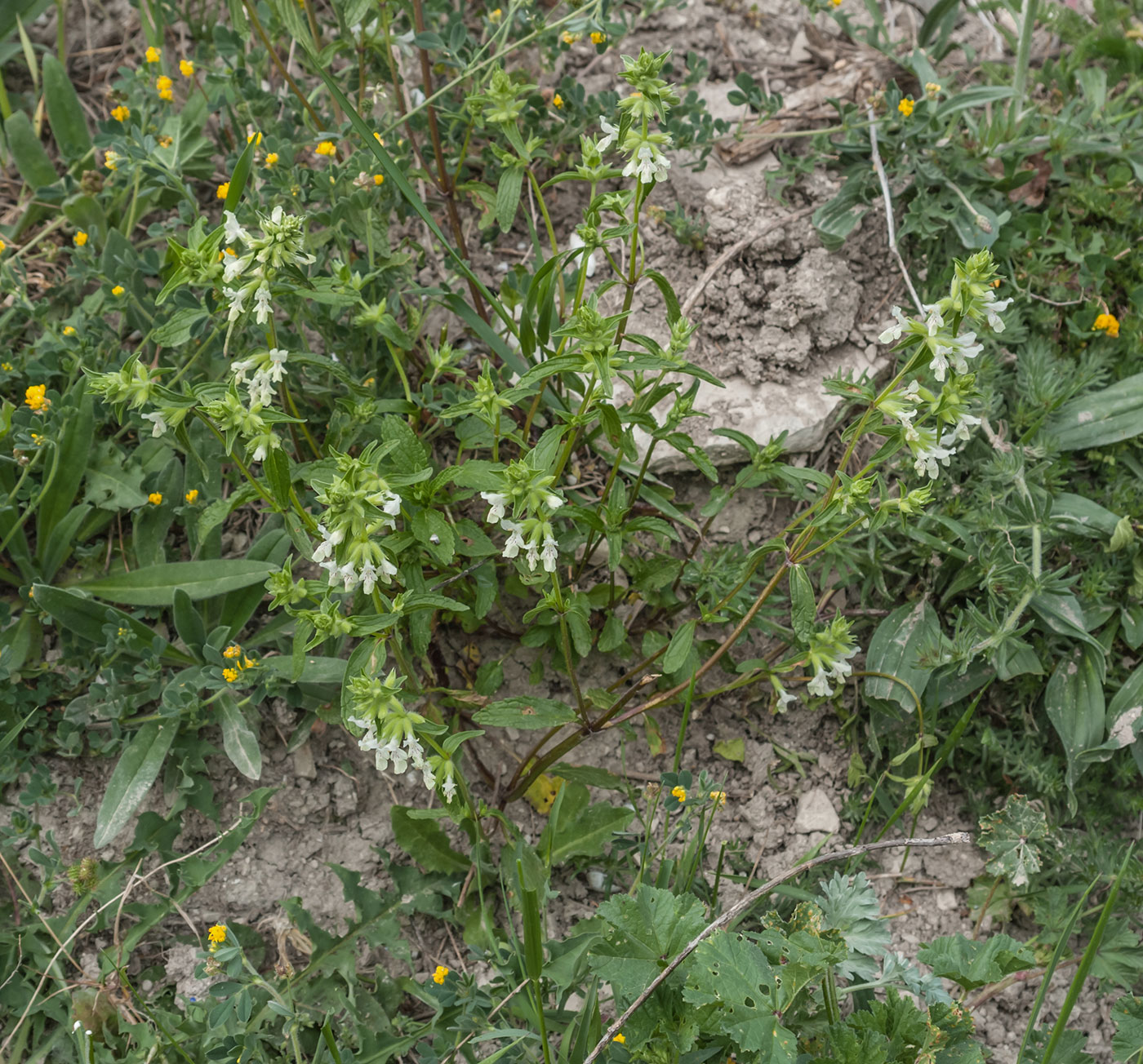 Изображение особи Stachys annua.