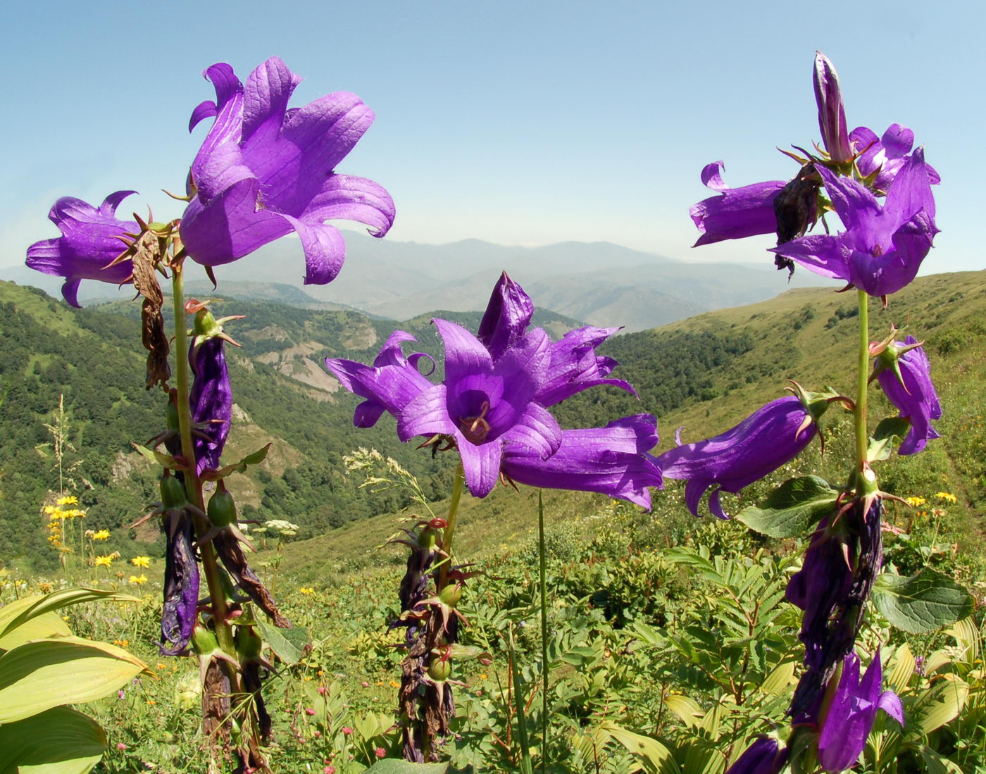 Image of Campanula latifolia specimen.