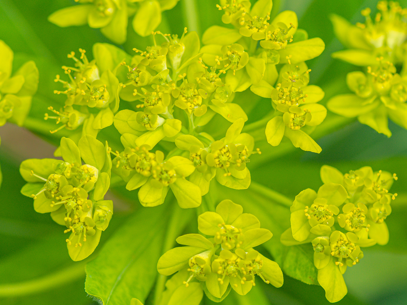 Image of Euphorbia pilosa specimen.