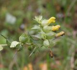 genus Rhinanthus. Верхушка цветущего растения. Костромская обл., Кологривский р-н, окр. деревни Козлово, поляна в лиственном лесу. 28 августа 2020 г.