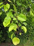 Rhamnus cathartica