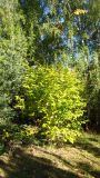 View full-size image Corylus mandshurica