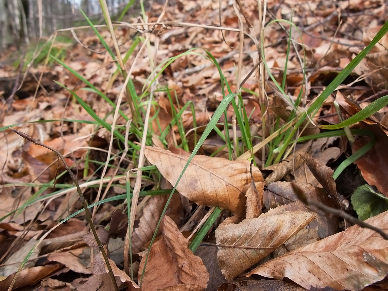 Изображение особи Dactylis glomerata.