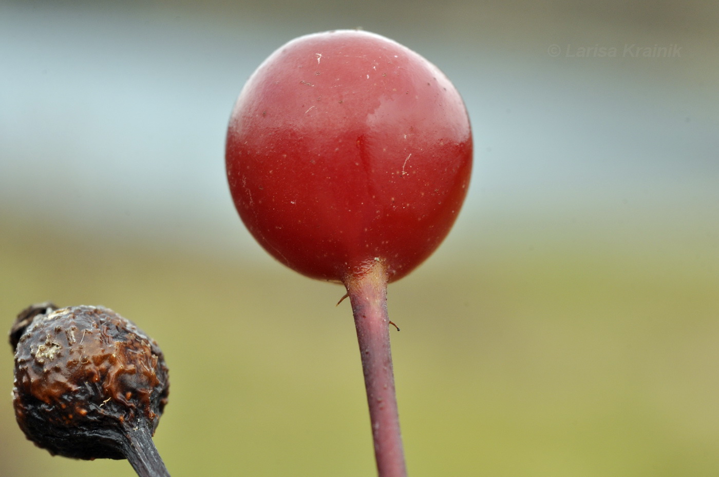 Image of genus Rosa specimen.