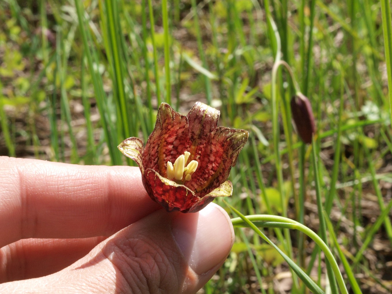 Изображение особи Fritillaria meleagroides.