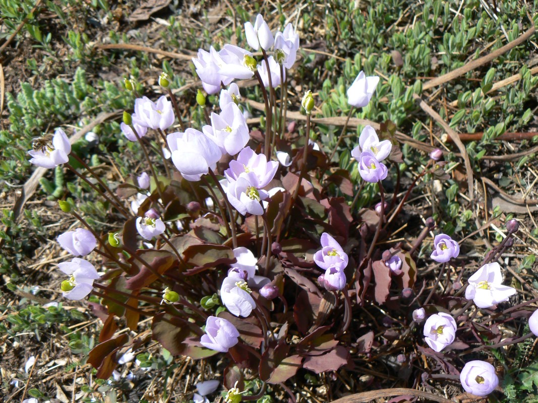 Image of Plagiorhegma dubium specimen.