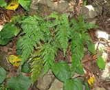 Asplenium adiantum-nigrum