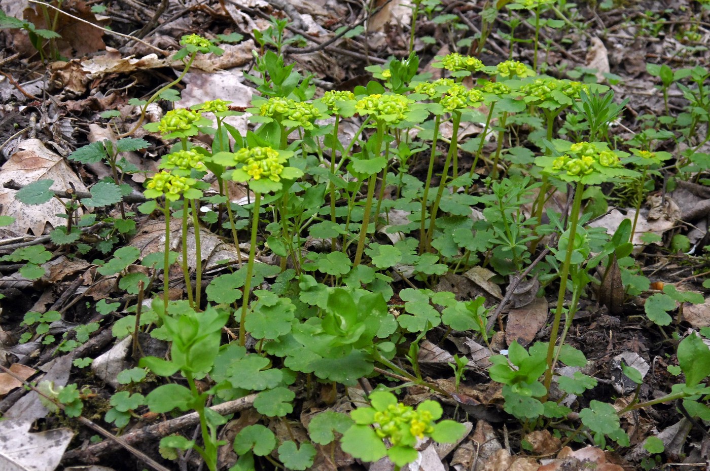 Изображение особи Chrysosplenium alternifolium.