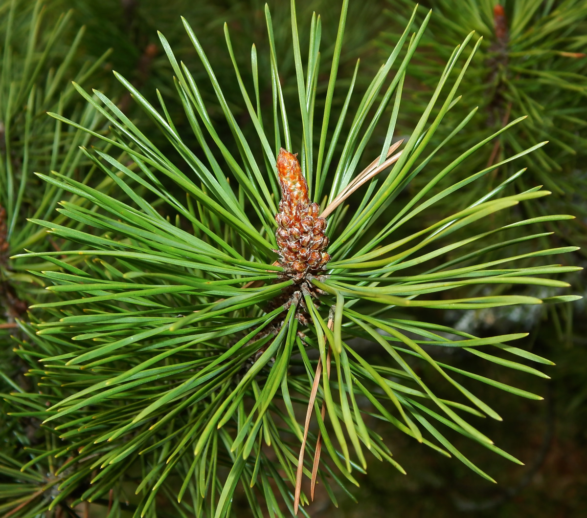 Image of Pinus contorta specimen.