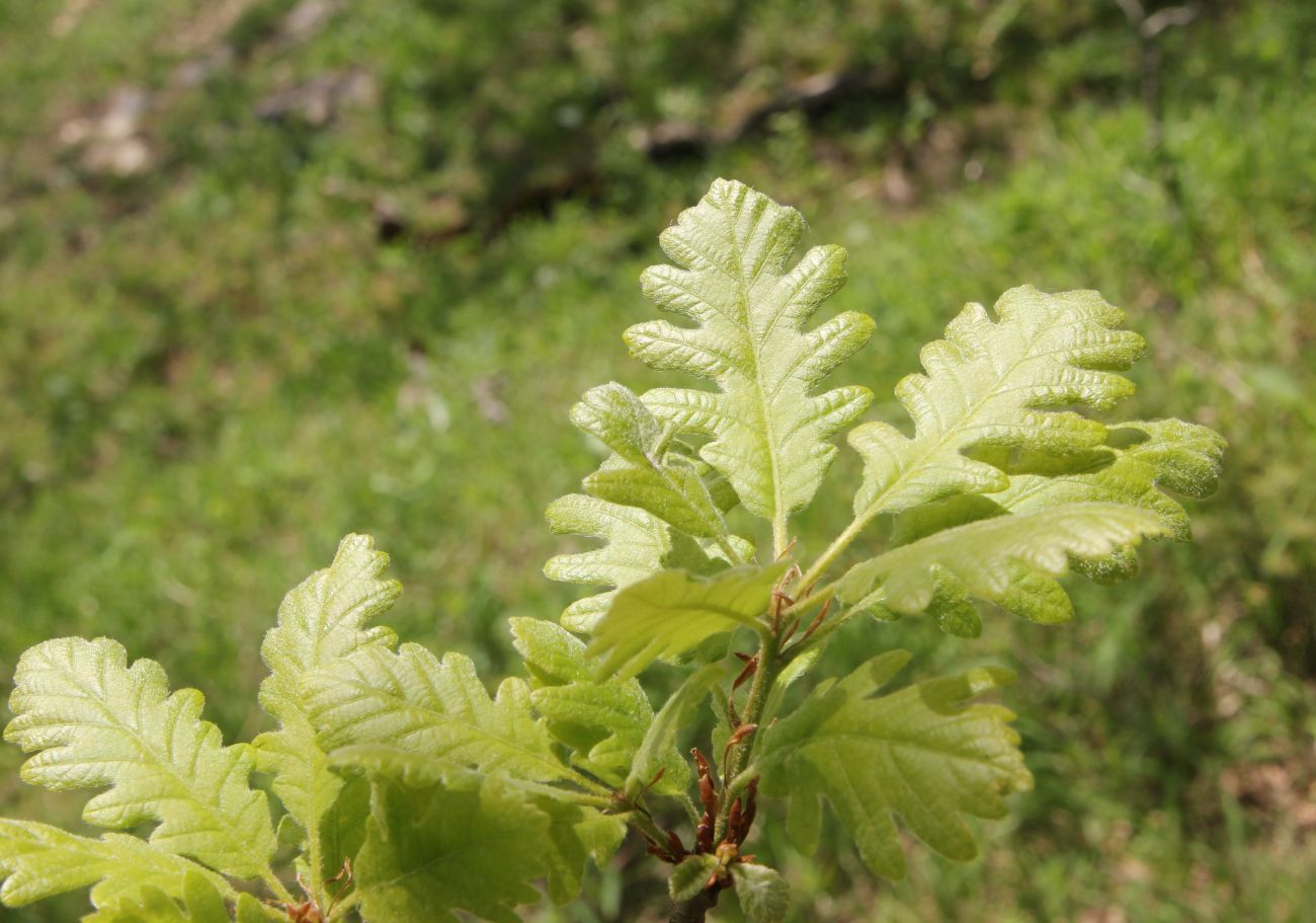 Image of Quercus macranthera specimen.