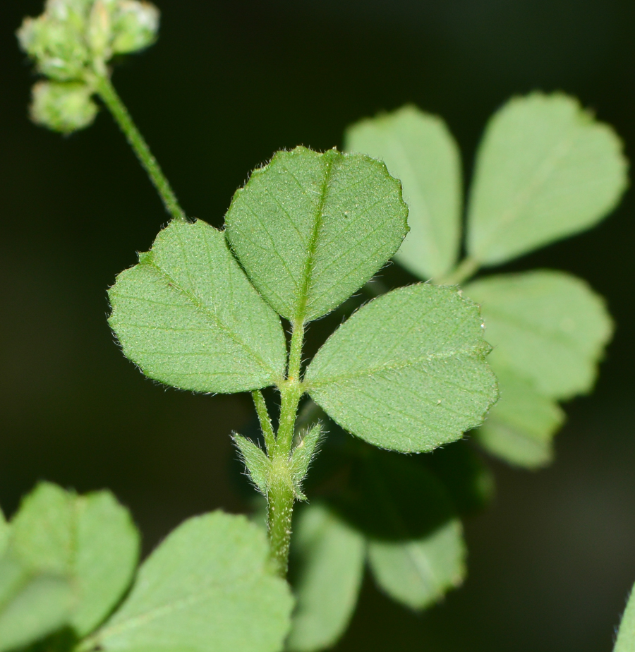 Image of Medicago coronata specimen.