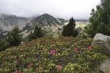 Rhododendron ferrugineum. Верхушки зацветающих растений в сообществе с Pinus uncinata. Испания, автономное сообщество Каталония, провинция Жирона, комарка Рипольес, муниципалитет Сеткасес, курорт \"Вальтер 2000\", ≈2200 м н.у.м., каменистый склон. 24.06.2021.