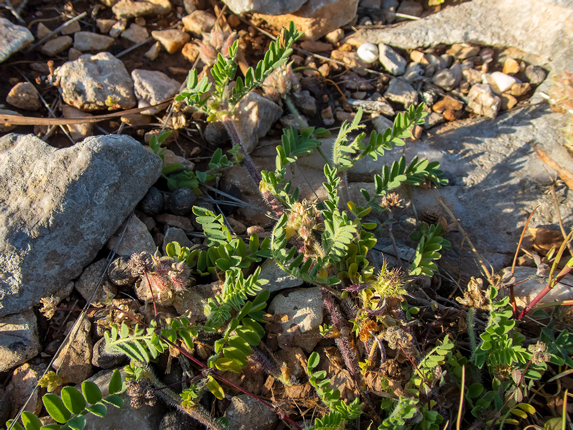 Image of genus Astragalus specimen.