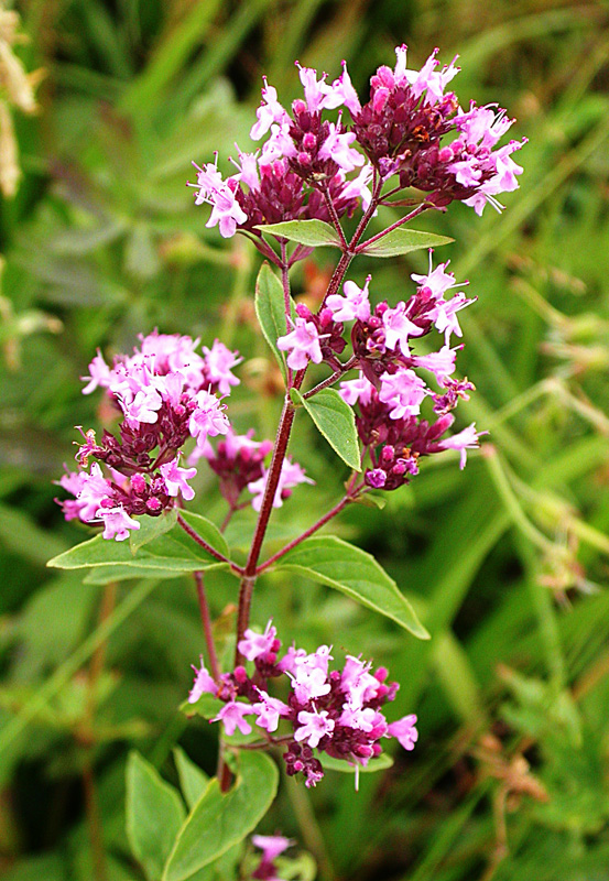 Image of Origanum vulgare specimen.