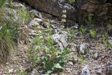 Phlomoides stellata