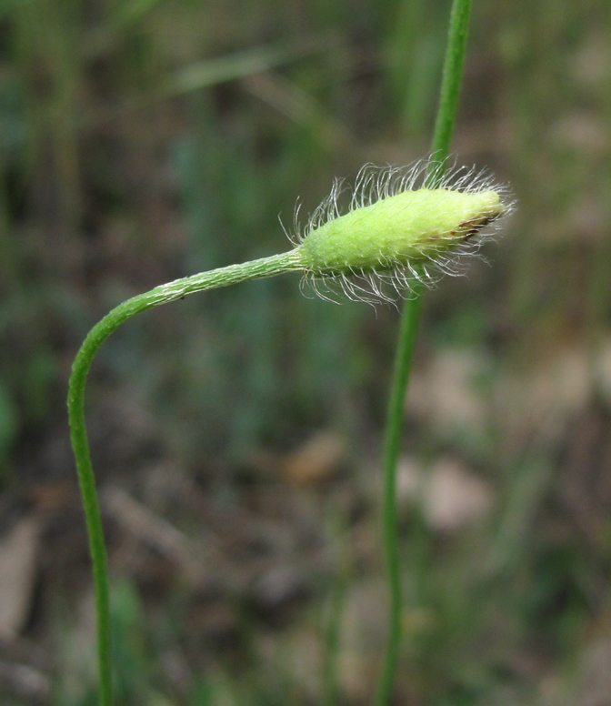 Изображение особи Papaver albiflorum.