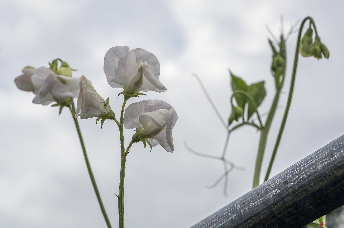 Image of Lathyrus odoratus specimen.