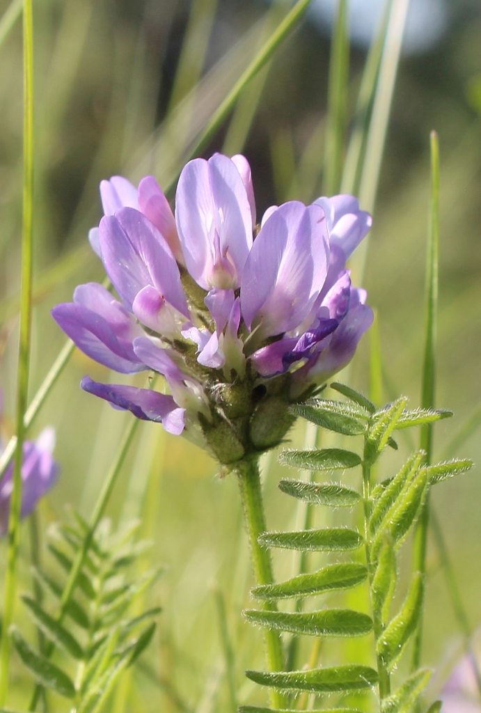 Image of Astragalus danicus specimen.