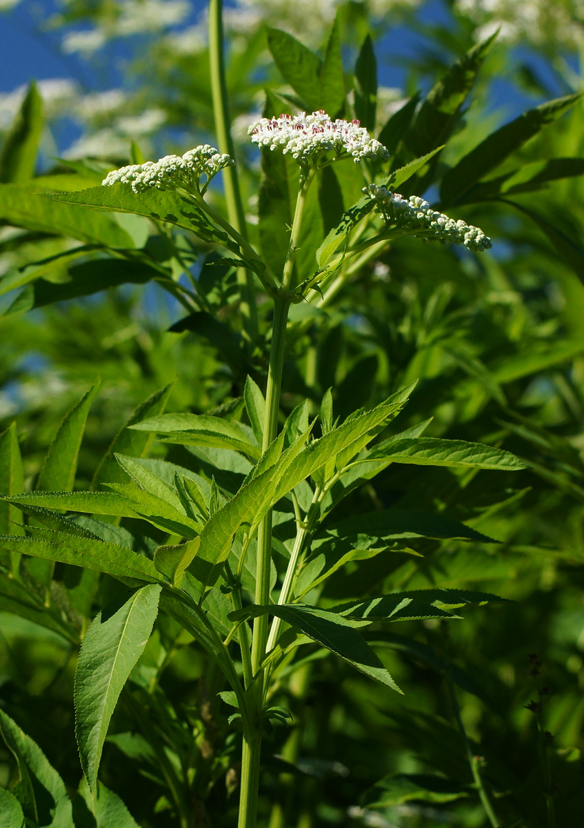 Image of Sambucus ebulus specimen.