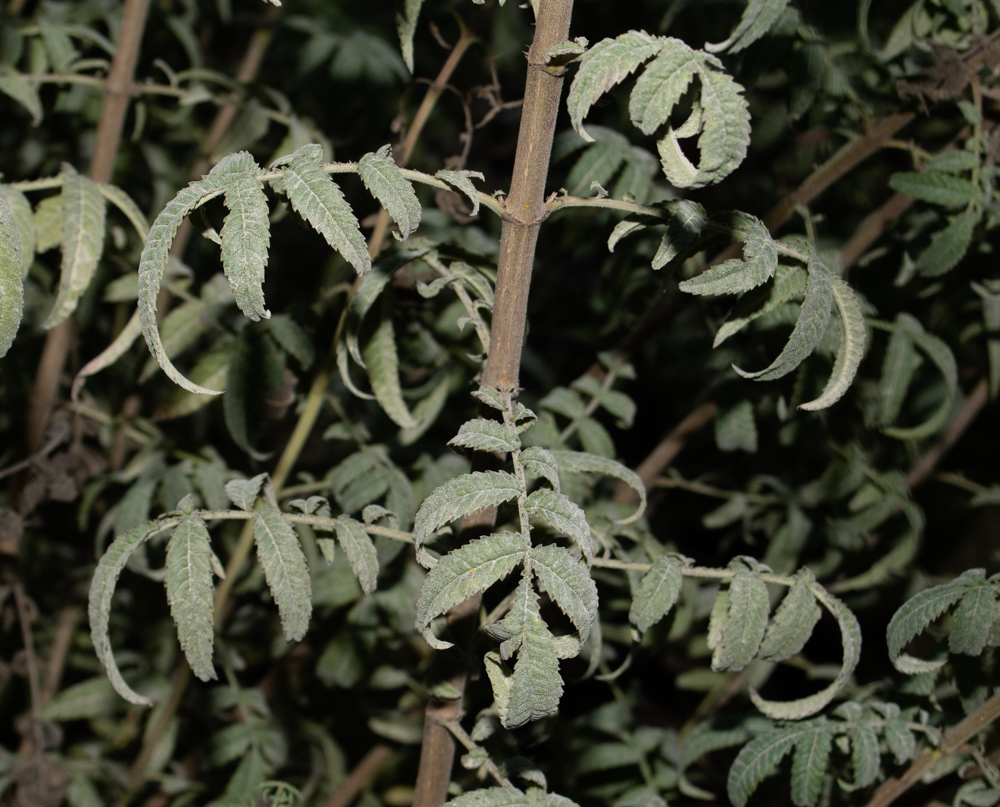 Image of Tagetes lemmonii specimen.