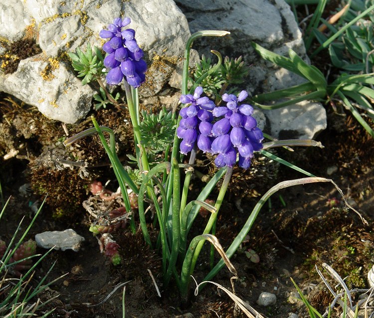 Image of Muscari armeniacum specimen.