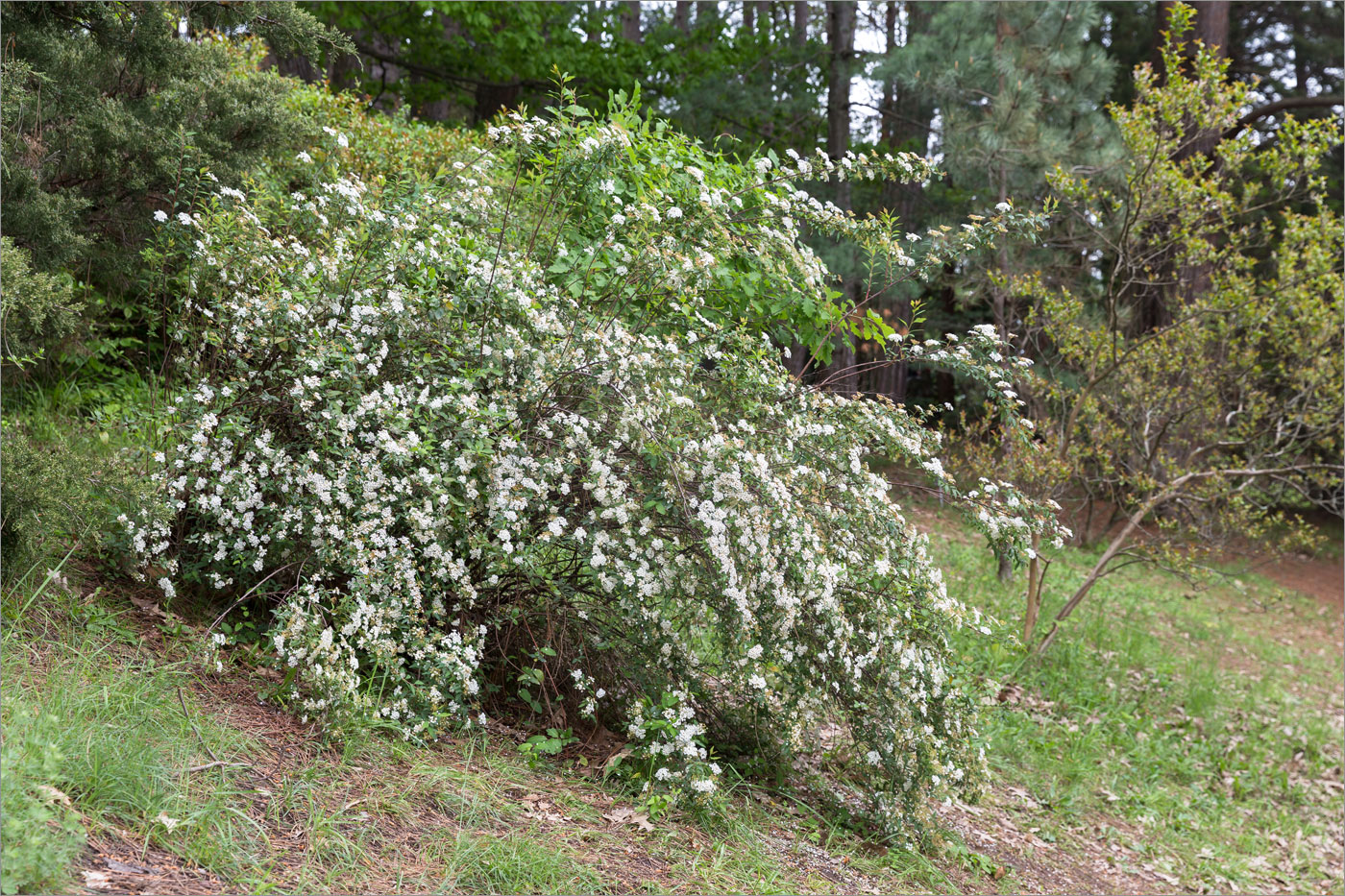 Image of genus Spiraea specimen.