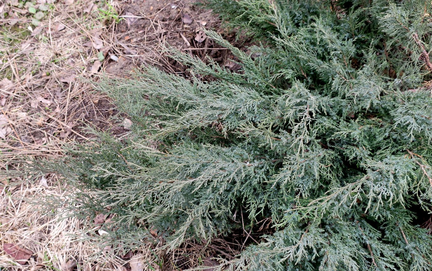 Image of Juniperus sabina specimen.