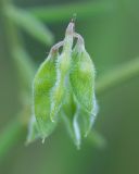 Vicia hirsuta