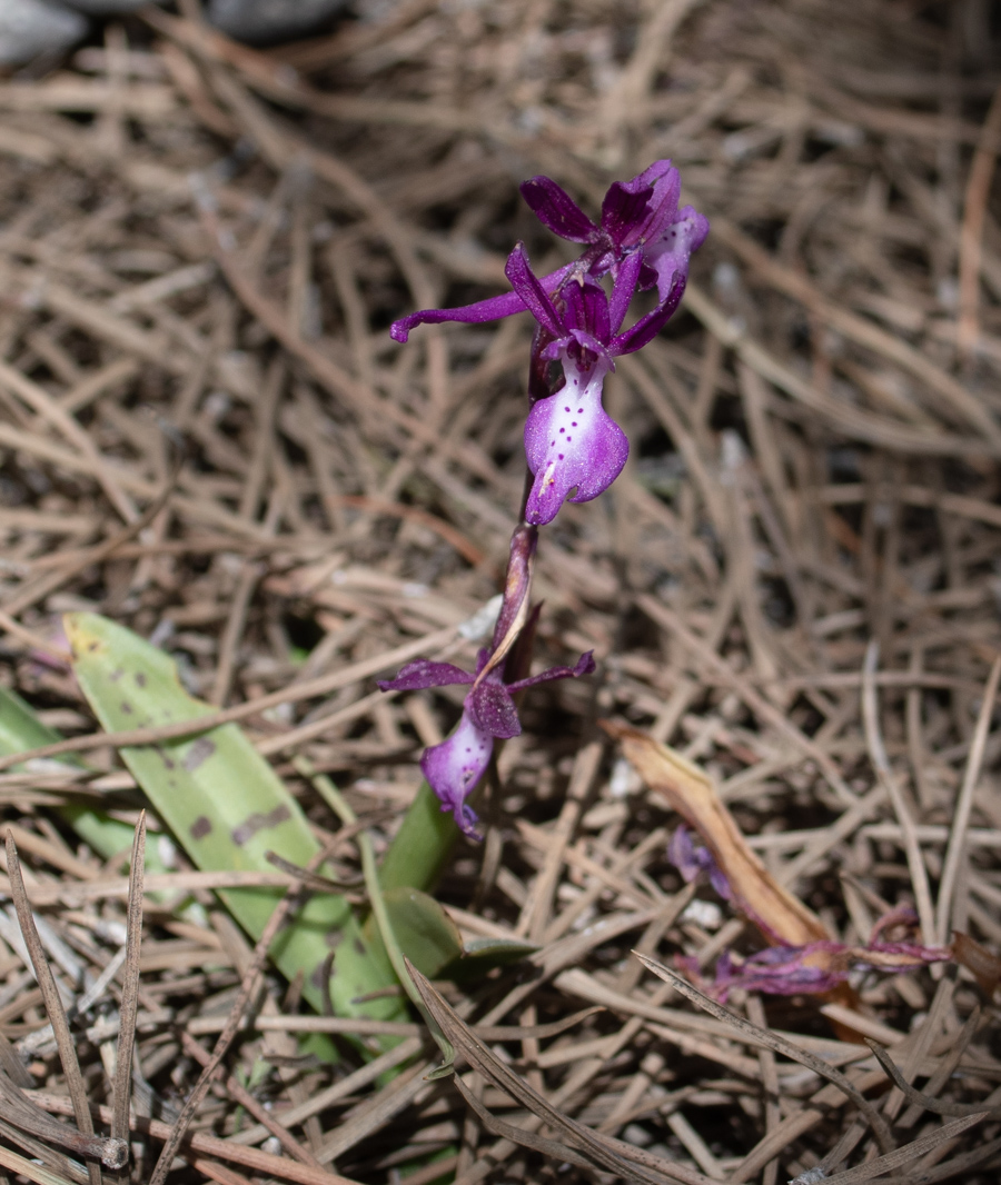 Image of Orchis anatolica specimen.
