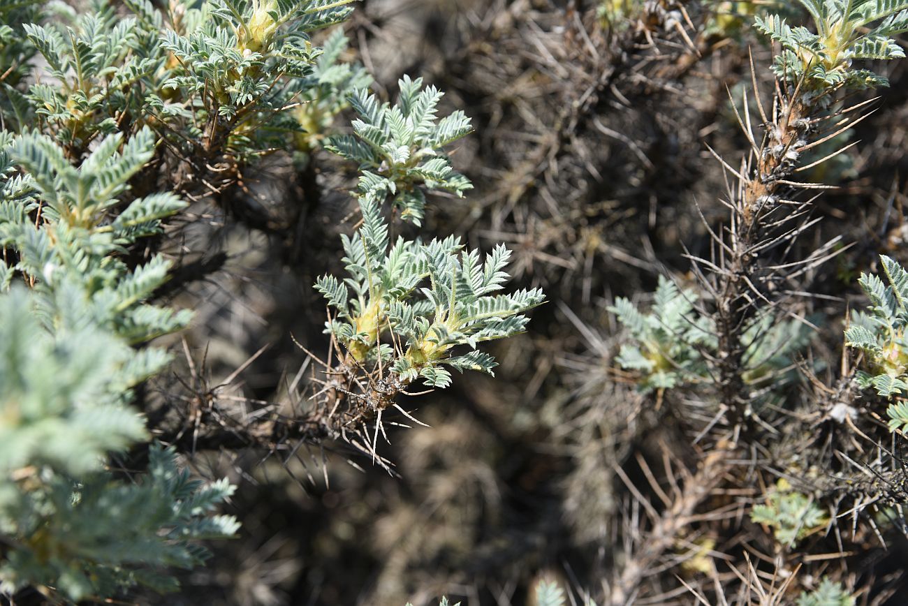 Изображение особи Astragalus denudatus.