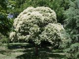 Ligustrum lucidum