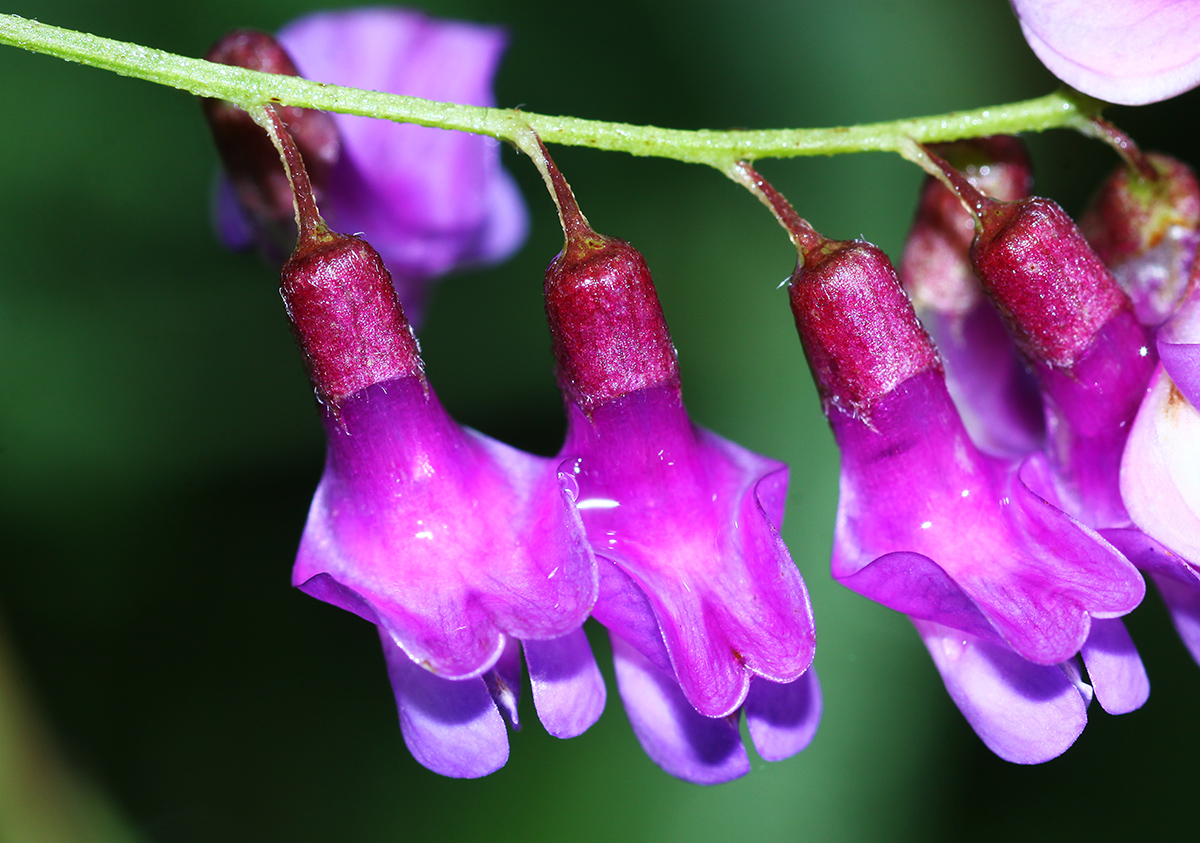 Изображение особи Vicia woroschilovii.