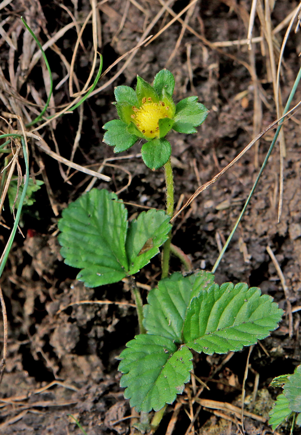 Image of Duchesnea indica specimen.