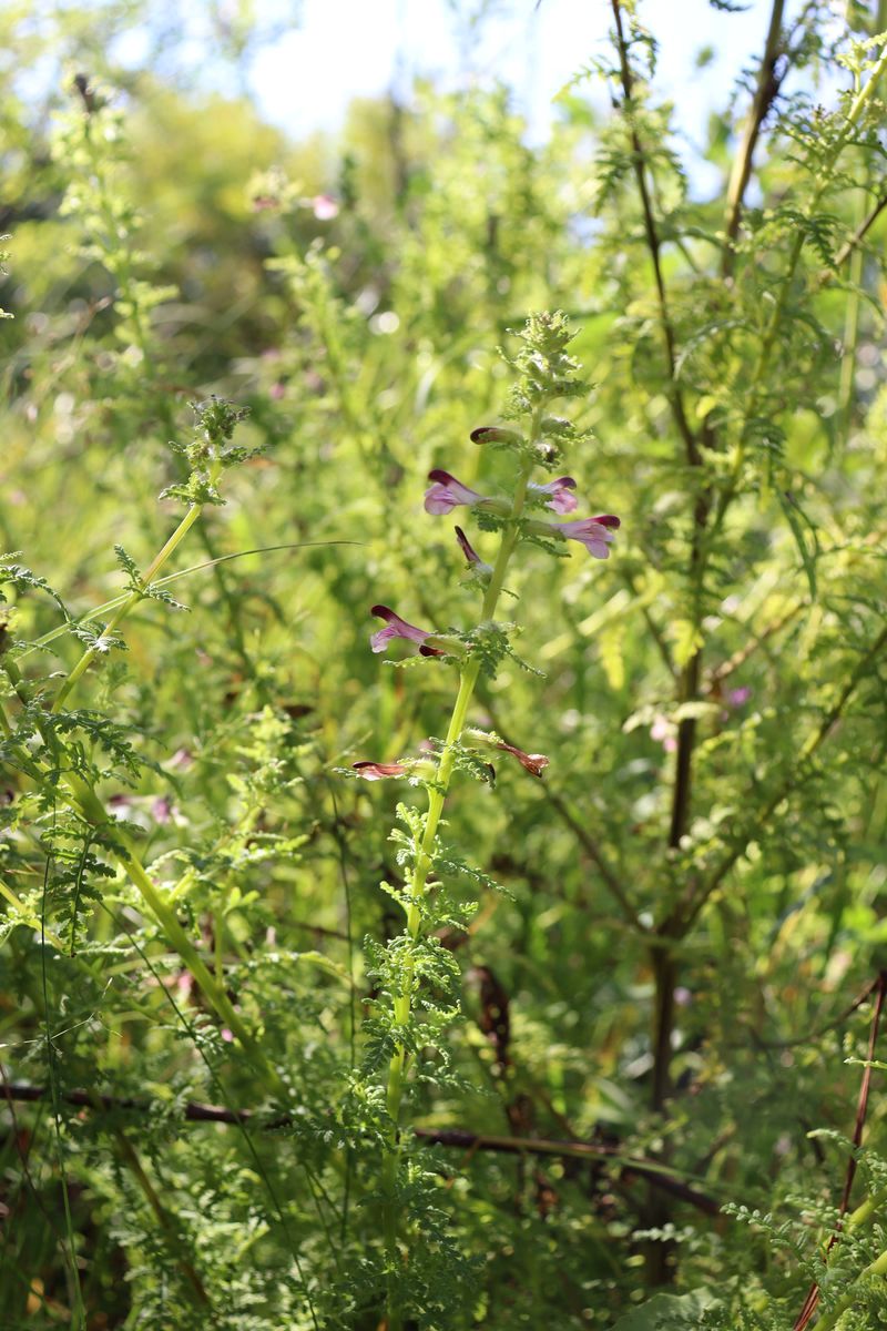 Image of Pedicularis palustris specimen.