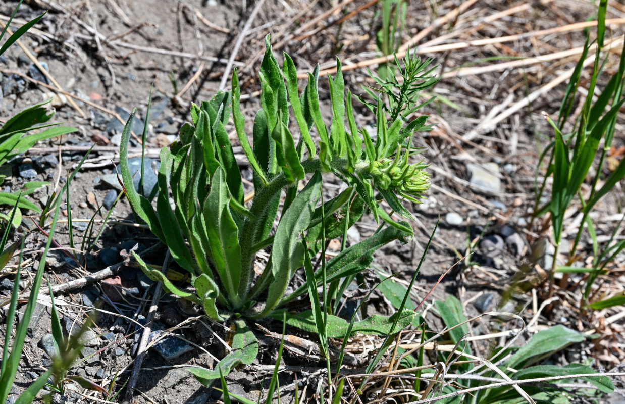 Image of Echium vulgare specimen.