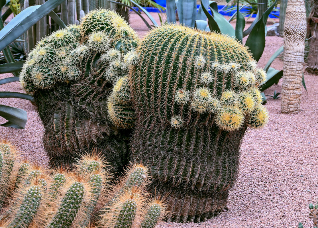 Image of Echinocactus grusonii specimen.