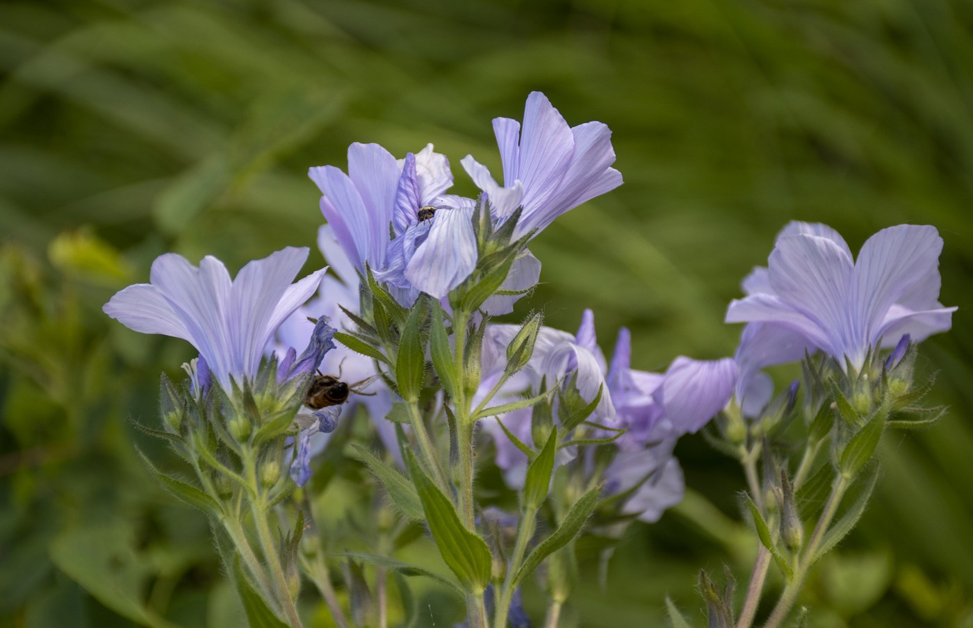 Image of Linum lanuginosum specimen.