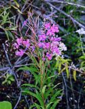 Chamaenerion angustifolium