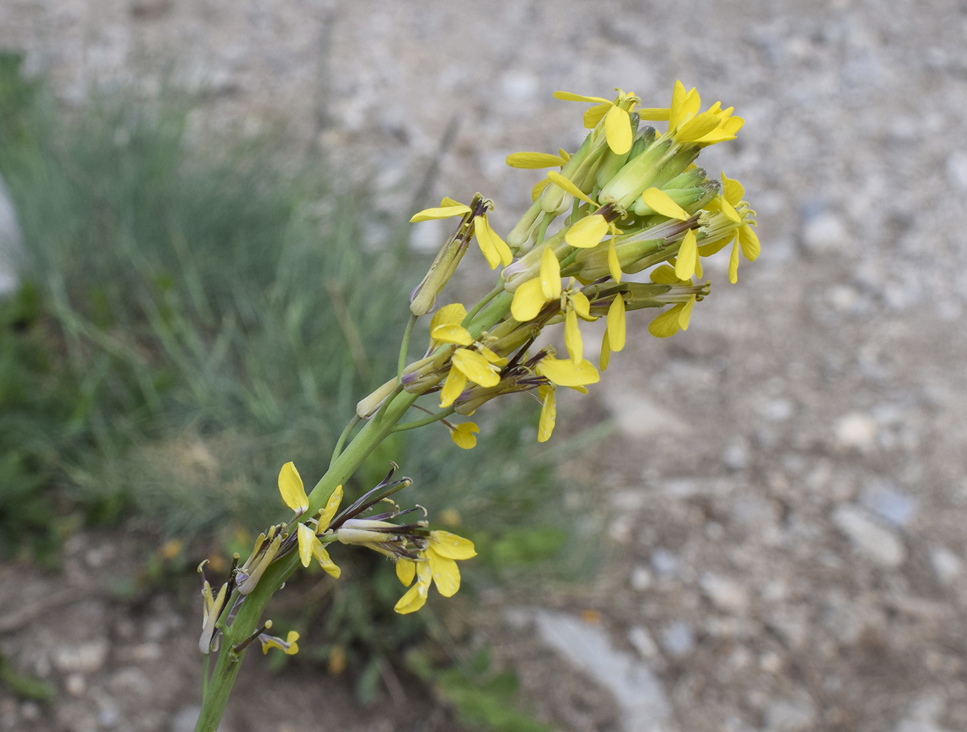 Изображение особи семейство Brassicaceae.