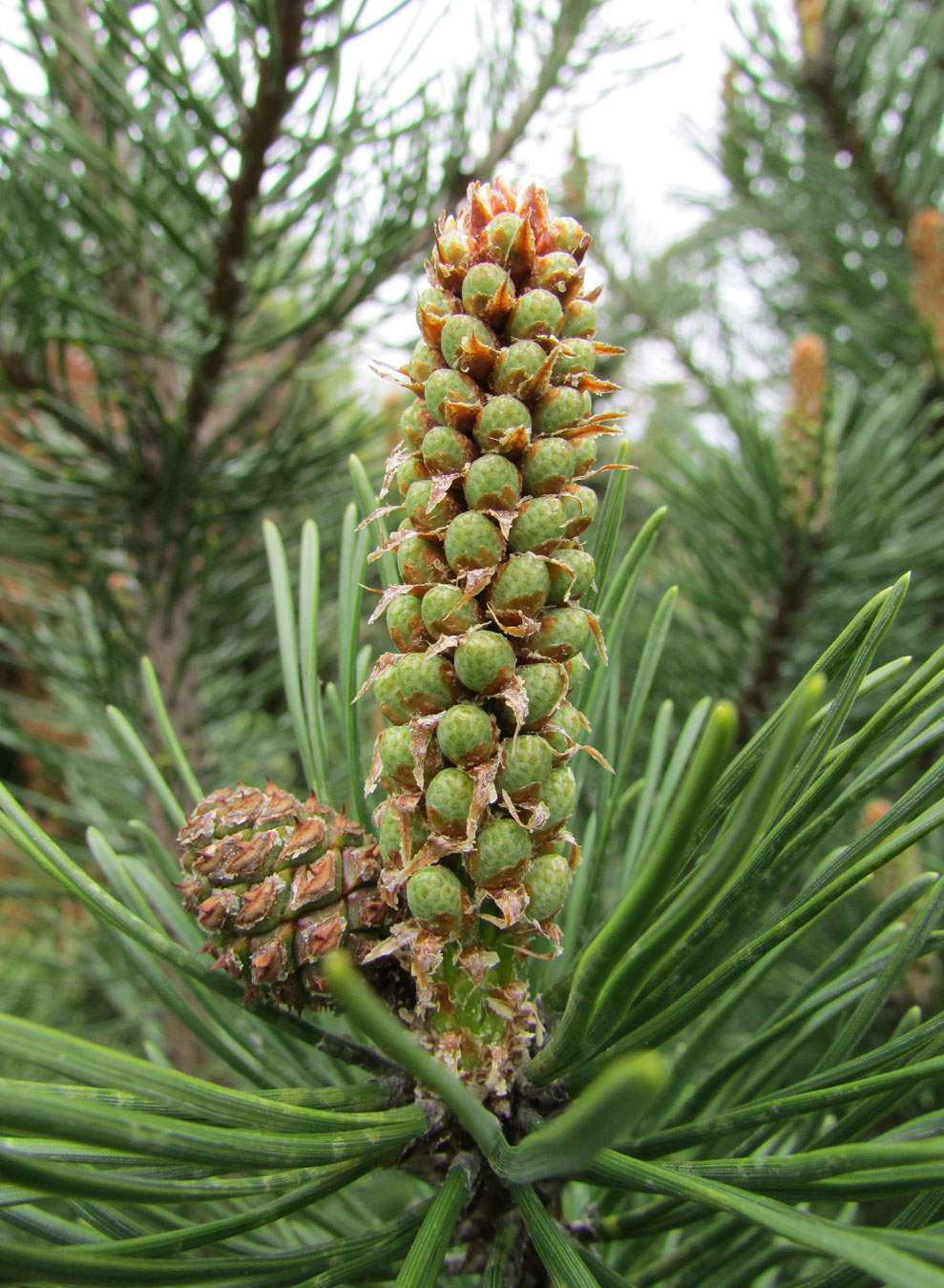 Изображение особи Pinus mugo.