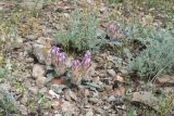 Astragalus chaetodon. Цветущее растение в сообществе с Artemisia, Meniocus linifolius, Holosteum glutinosum, Trigonella arcuata. Казахстан, Алматинская обл., Чу-Илийские горы, окр. ур. Тамгалы, известняковая каменистая сопка. 2 мая 2024 г.