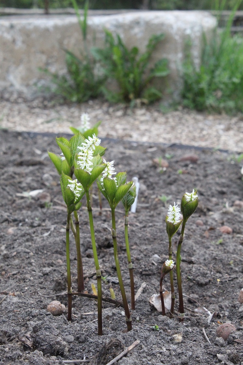 Изображение особи Chloranthus quadrifolius.