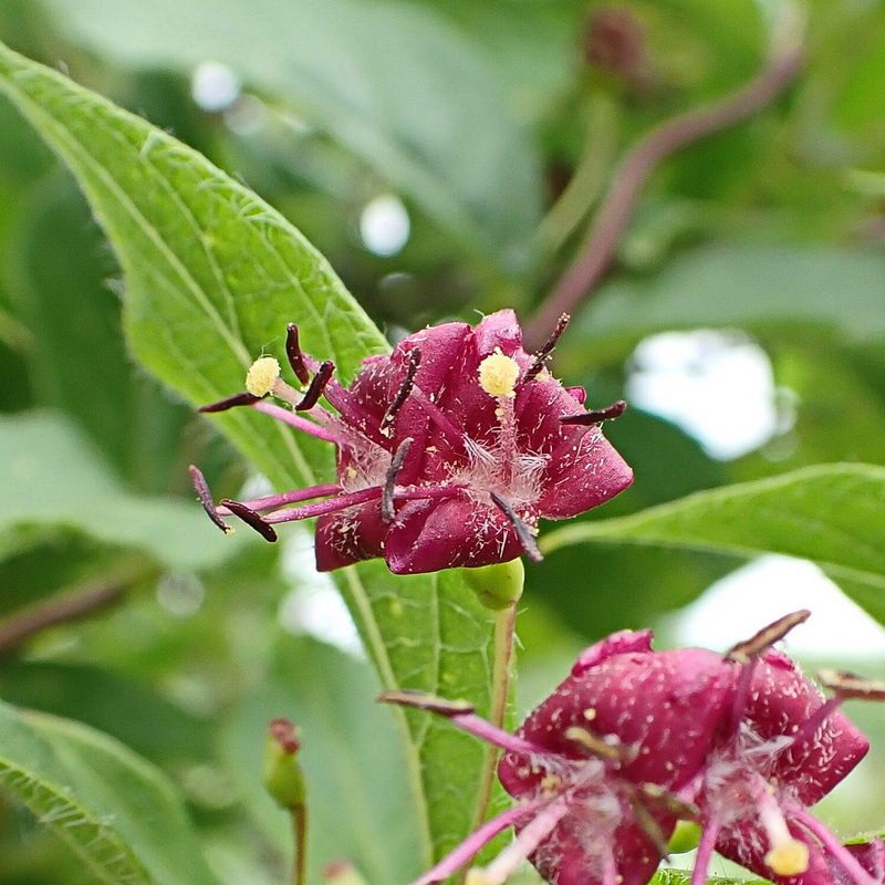 Image of Lonicera maximowiczii specimen.