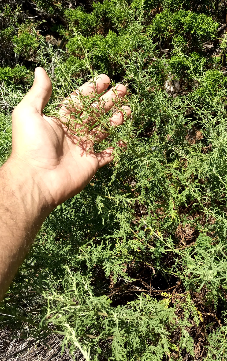 Изображение особи Artemisia stechmanniana.