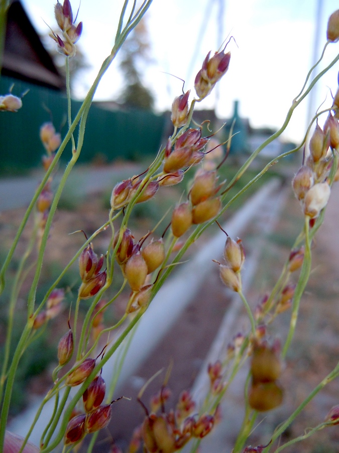 Image of Sorghum saccharatum specimen.