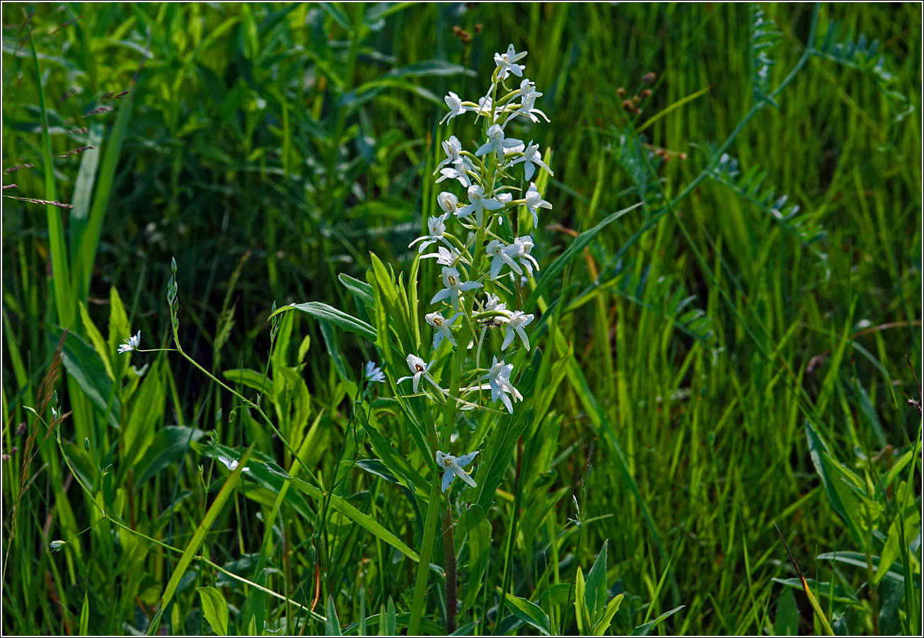 Изображение особи Platanthera bifolia.