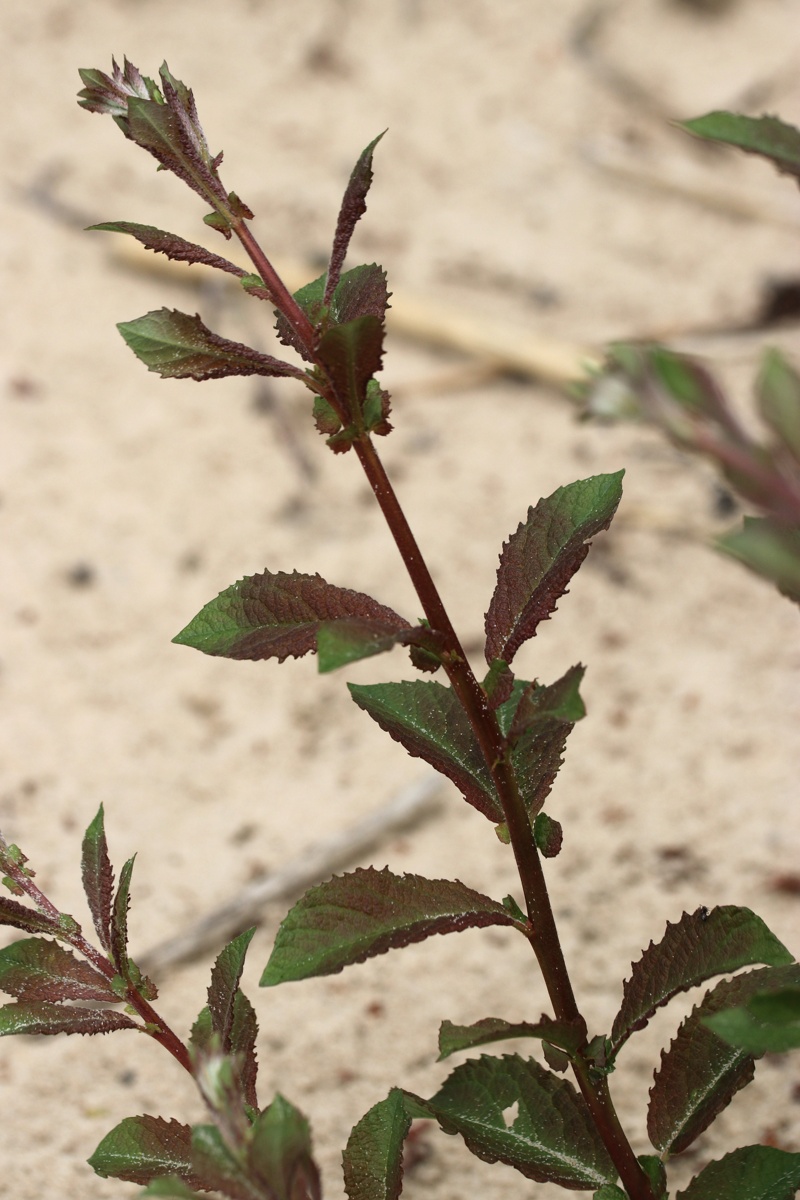 Image of genus Salix specimen.