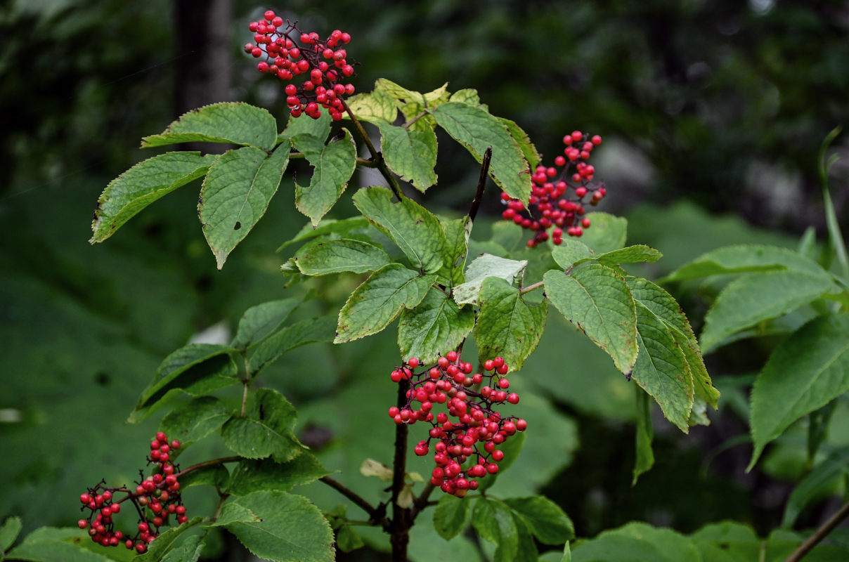 Image of Sambucus miquelii specimen.