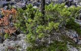 Juniperus sibirica. Растения с незрелыми шишкоягодами. Красноярский край, Таймырский Долгано-Ненецкий р-н, плато Путорана, долина р. Иркингда, поросший лишайниками каменистый склон. 24.07.2023.