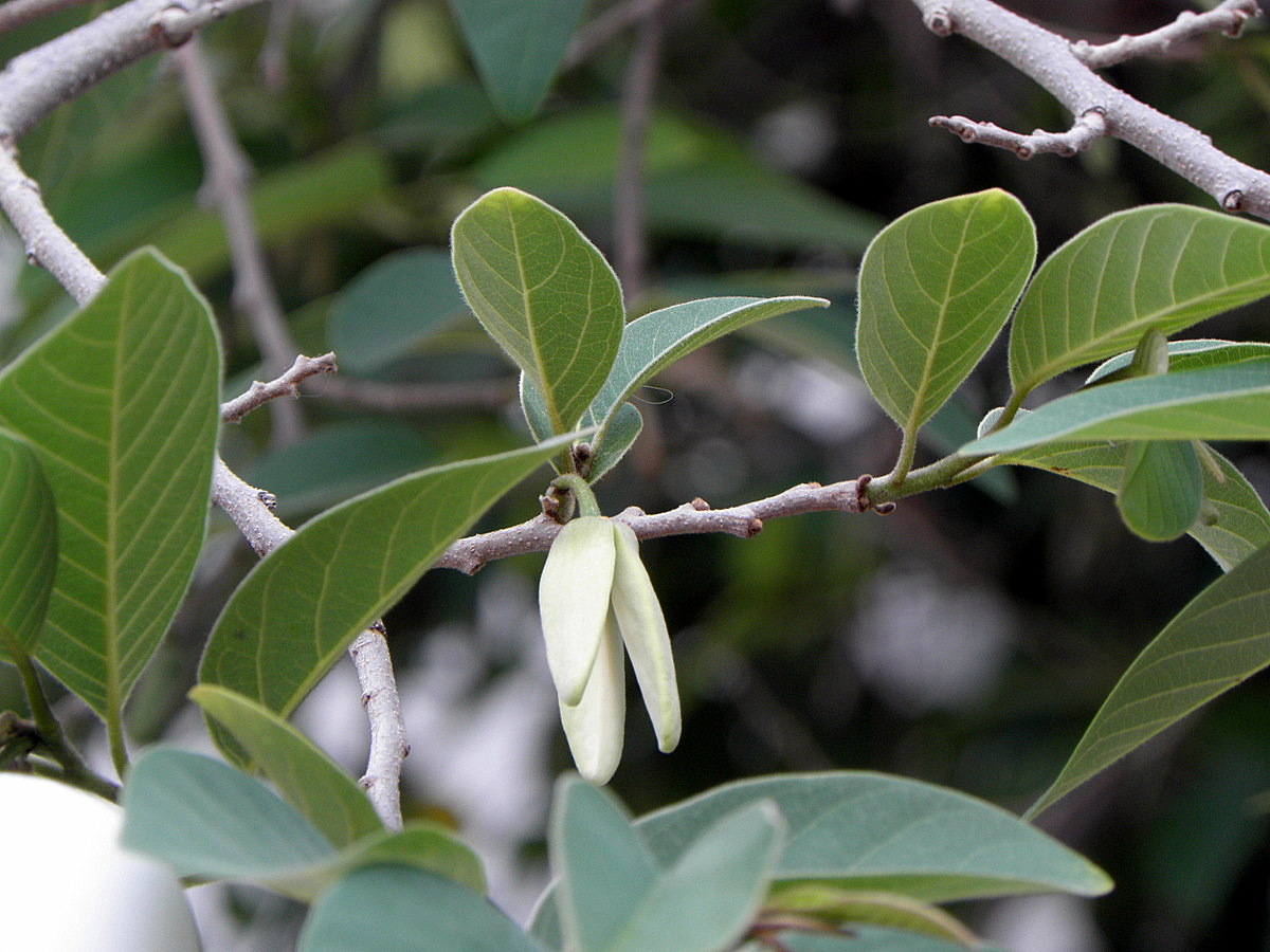 Image of Annona squamosa specimen.